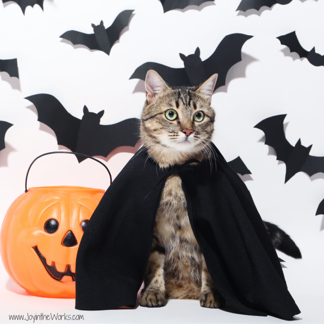 Show off your pets in a virtual Halloween Pet Parade for your Virtual Halloween Party for Kids!