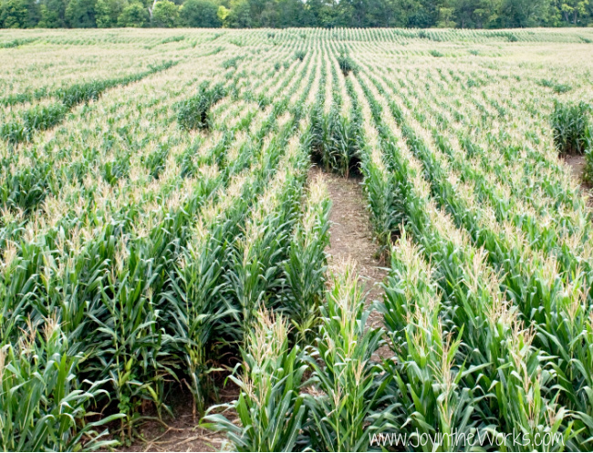 Take a virtual tour of a corn maze during your Virtual Class Halloween Party for kids!